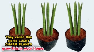 GROWING THIS BEAUTIFUL SNAKE PLANT IN YOUR GARDEN , IT LOOKS SIMPLE BUT ELEGANT