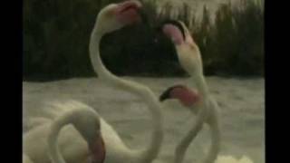 Fenicottero (Phoenicopterus roseus) - Greater Flamingo