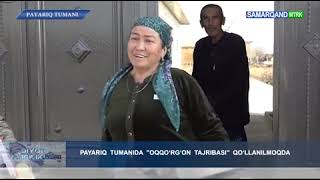 SAMARQAND_TV DIYOR YANGILIKLARI |PAYARIQ  TUMANIDA  "OQQO‘RG‘ON  TAJRIBASI" QO‘LLANILMOQDA 6.02.2023