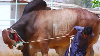 SAB SE BARA BRAHMAN BULL || AFRIDI CATTLE FARM || BADSHAH || BIGGEST BULLS IN PAKISTAN