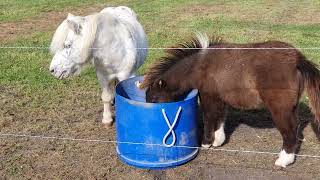 MINIATURE PONIES - FEEDING ON GRASSES