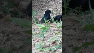 Black Robins in Territorial Fight #wildliving #wildlifeplanet #shorts