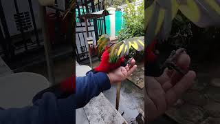 ciri burung nuri jantan birahi