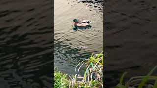 Swim Like a Duck #shorts #birdwatching #ducklovers #mallardducks