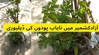 Unique Fruit Plants Deliver To Azad Kashmir | Rare Garden