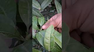 আম গাছের ডাল বাড়াবেন কী করে |Get Multiple Branches in Mango Plant #rajgardens #shortsvideo #shorts