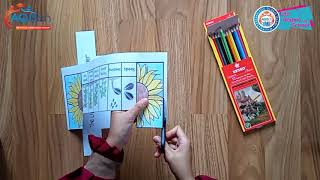 AQISch Kindergarten: Art & Craft "The life cycle of Sunflower"