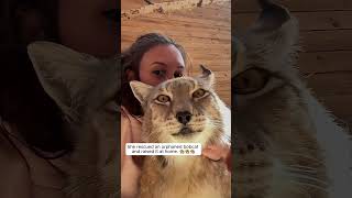 She rescued an orphaned bobcat and raised it at home #animals #shortvideo #animalshorts