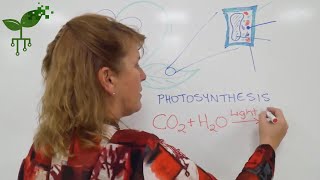 The energy exchange in photosynthesis | Earth Processes | meriSTEM