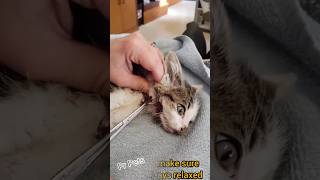 Save kittens #youtubeshorts #cat #kitten #catlover #catvideos