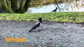 9 min of Stunning #crowsounds and Busy #crows #birdfamily Are fighting #birds #norwaycountry