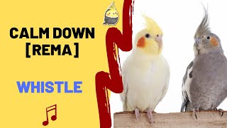 CALM DOWN [REMA] with WHISTLE - Cockatiel Singing Training - Bird Whistle - Parrot Practice