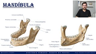 Mandíbula - Anatomia do crânio - Sistema esquelético - Direto ao ponto!