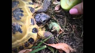 My turtle (Russian turtle) Myse eats apple 🐢