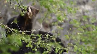 Forest Friends by Green Initiative and the Andean Spectacled Bear