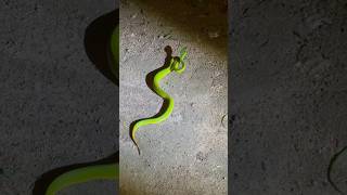 Viper green poison snake 🐍😮❤️ #animals #poison #danger #travel #wildlife #interesting #life