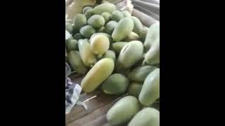 PAPAYA/RIPE/FARMING OFW PROJECT