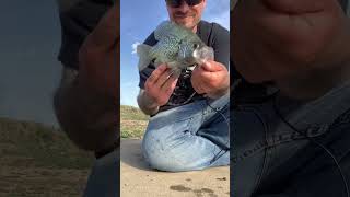 The creature bait, Crappie #Fishing,Colorado #FishingdowntownDenver #CrappieFishing