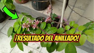 RESULTADO del ANILLADO en ÁRBOLES FRUTALES en MACETA