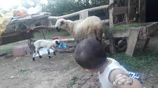 Husnain and Hussna playing with sheeps