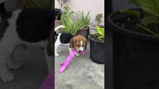 Got a new addition to the family! #beagle #beaglepuppy #shorts #short #shortvideos