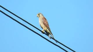 Обыкновенная Пустельга / Common Kestrel