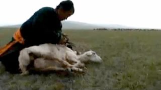 Mongolian Felt Making (higher quality)