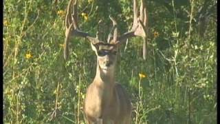 Primo Buck High Quality, Buck with Large Drop-tines