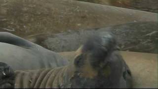 Elephant seal