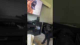 Dog wants to fight the tv