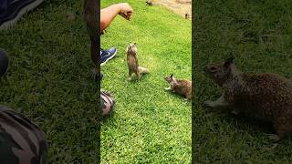 Squirrels snatch food from hand #animals #wildlife #squirrel #viral #trending #shorts