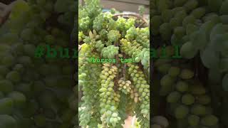 #sedum morganianum # sensitive succulent # yt shorts