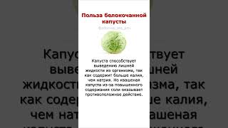 Польза белокочанной капусты