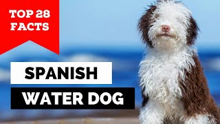 99% of Spanish Water Dog Owners Don't Know This