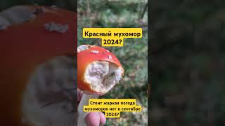 Стоит жаркая погода мухоморов нет в сентябре 2024? #микродозингмухомора #ежовик