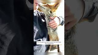 This couple rescued a poor fox and then this happened #animalshorts #shortvideo