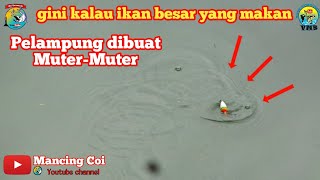 Seru Lihat Pelampung muter muter di makan ikan besar