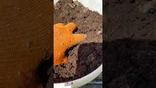 When you know, you know | Compost Run #best #garden #compost #shorts #gardening