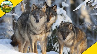 How Wolf Packs Work