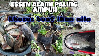 Essen alami.paling ampuh buat ikan nila