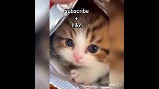 funny and cute cat compilation tiktok