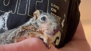 The Squirrels Enjoy Their Healthy Blocks