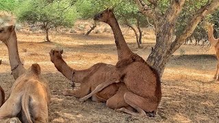 White female camel and black male camel sharing love each other