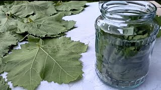 🍇🍀 Виноградные Листья На Зиму | Üzüm Yarpağını Suda Qaynatmadan Asan Üsulla Qışa Saxlanılması.🍀 🍇