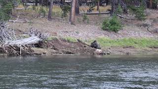 Bear eating Elk