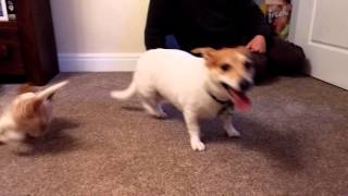 Puppy (King Charles Spaniel) V Jack Russell