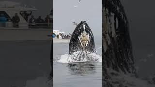 black whale jumps 😱😱🐋🐋🐋🐋🐋🐋pls like subscribe share Thanks