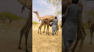 Desert Diary The camel milk Advantage #movement #camel #milking #animals #village #video #style #fun