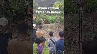 Ayam kukuak balenggek ketawa terbahak bahak