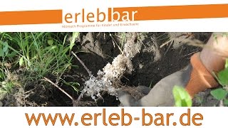 Obst im Garten – Schwarze Johannisbeere pflanzen